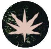 The Grove – Ottawa | Legal Weed Delivery