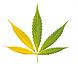 The Potterie – Grimshaw | Legal Weed Delivery